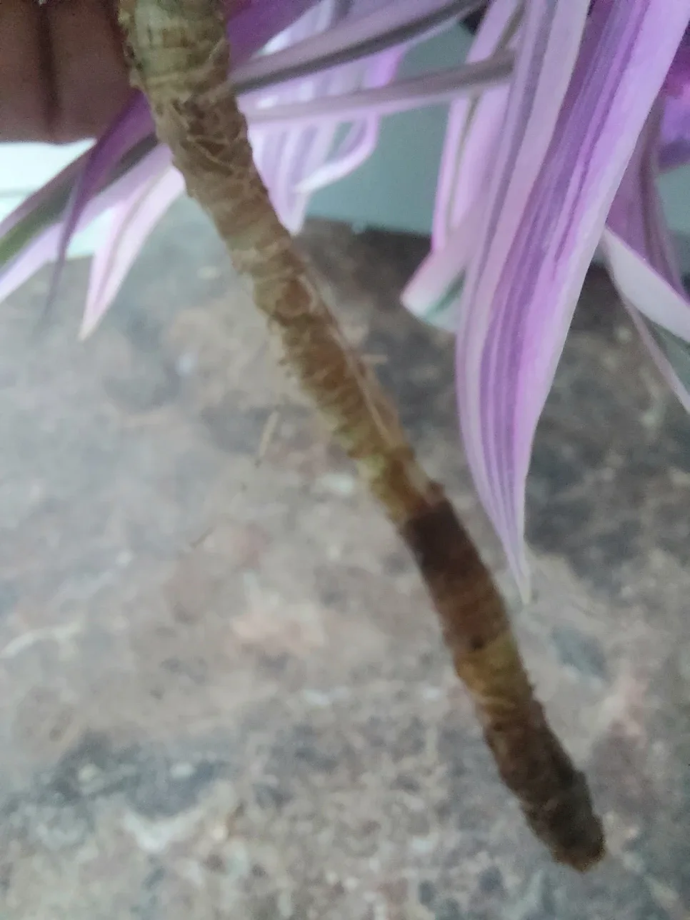 Tradescantia Rhoeo cutting image indicator(2)