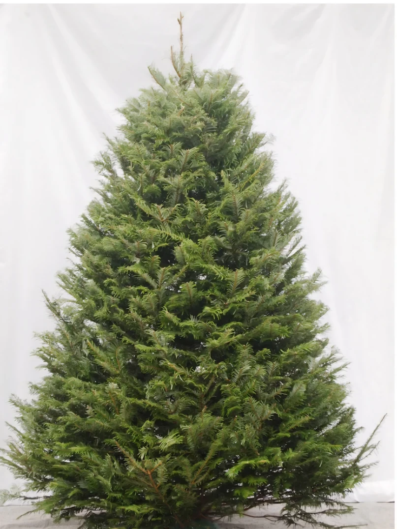 Fresh New Christmas Trees 5-6 ft (with free delivery)