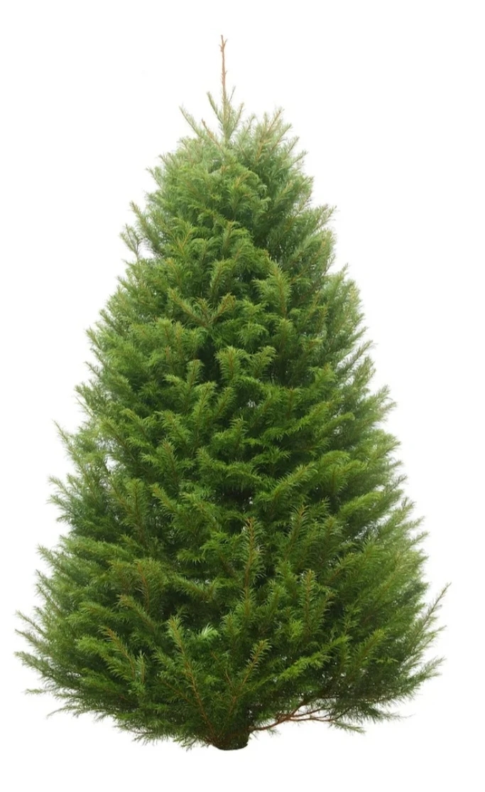 Fresh New Christmas Trees 5-6 ft (with free delivery) - photo 3