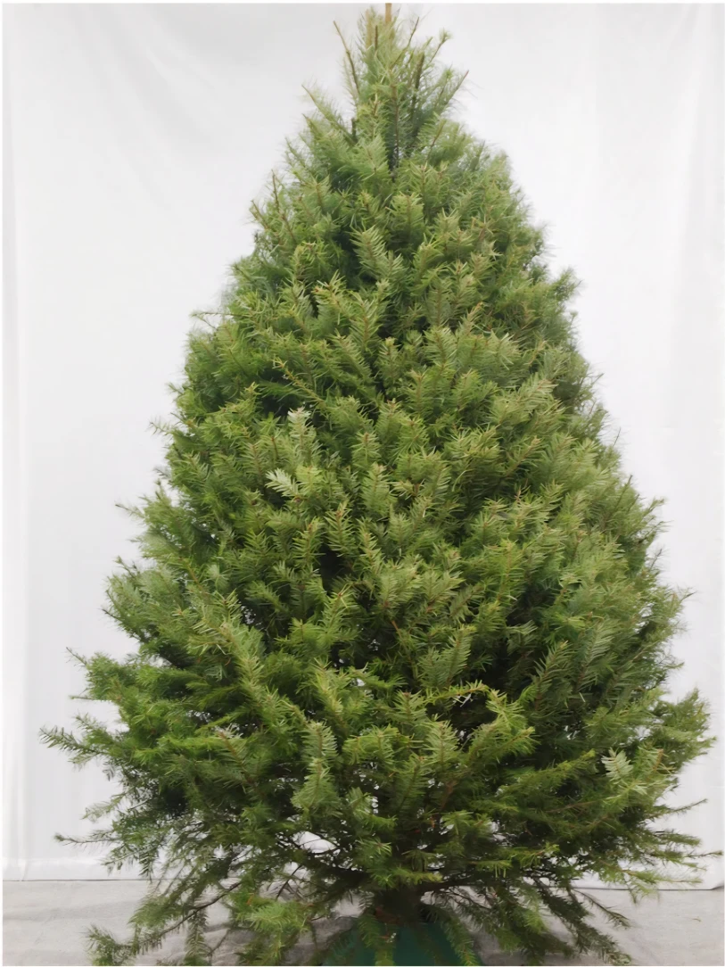 Fresh New Christmas Trees 5-6 ft (with free delivery) - photo 4