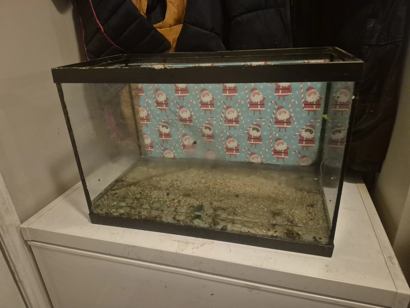 Nice Terrarium *REAL DEAL*