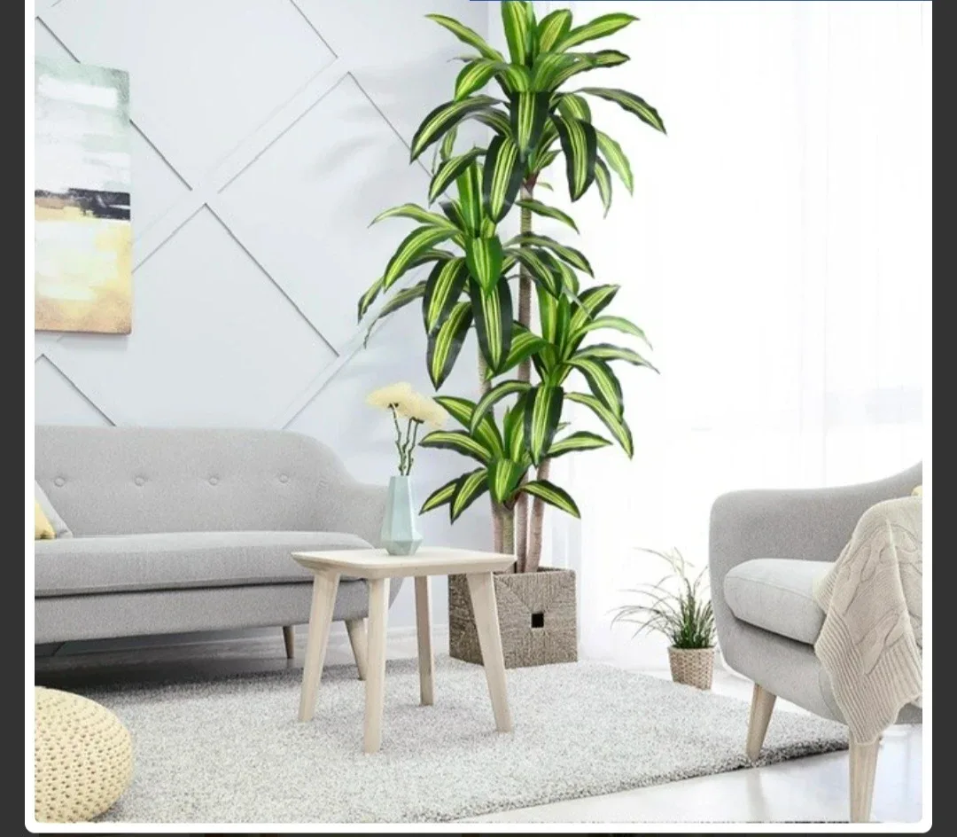 6ft Artificial Dracaena Plant image indicator(6)