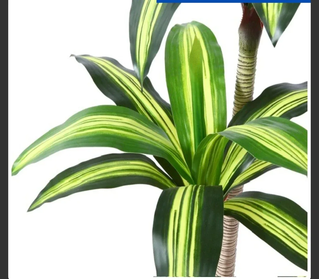 6ft Artificial Dracaena Plant image indicator(7)