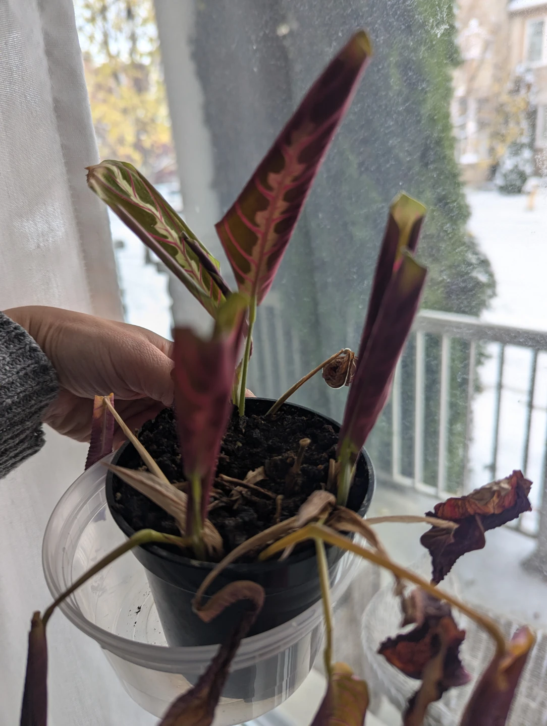 🥕 Prayer Plant - photo 3
