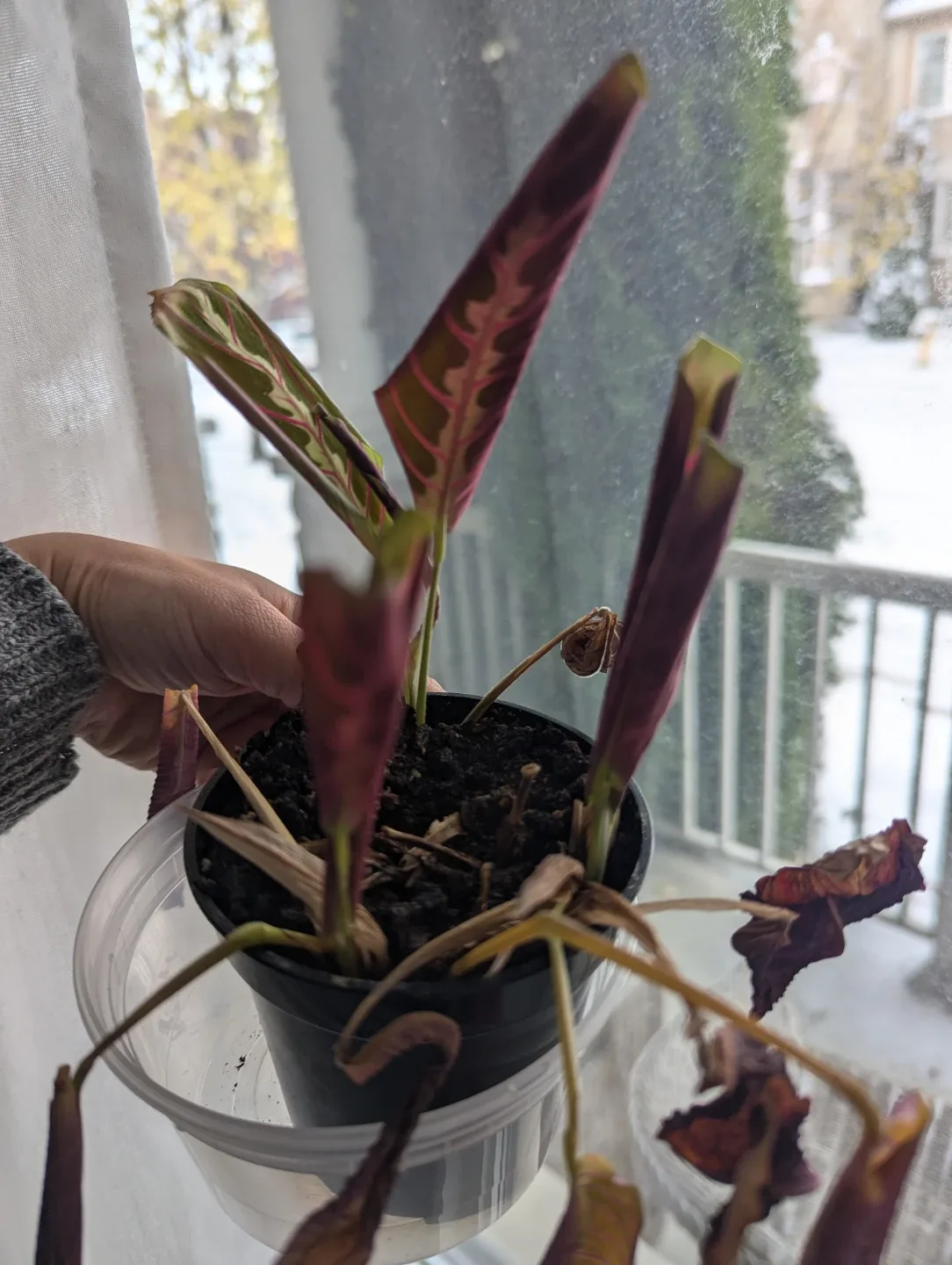 🥕 Prayer Plant image indicator(3)