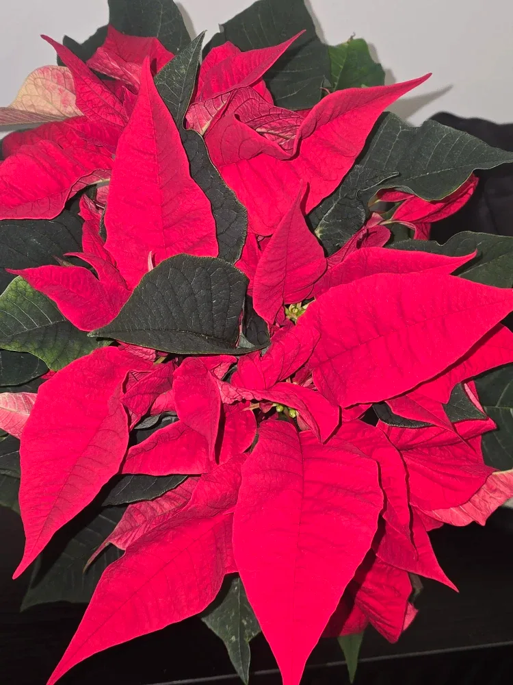 Poinsettia Plant