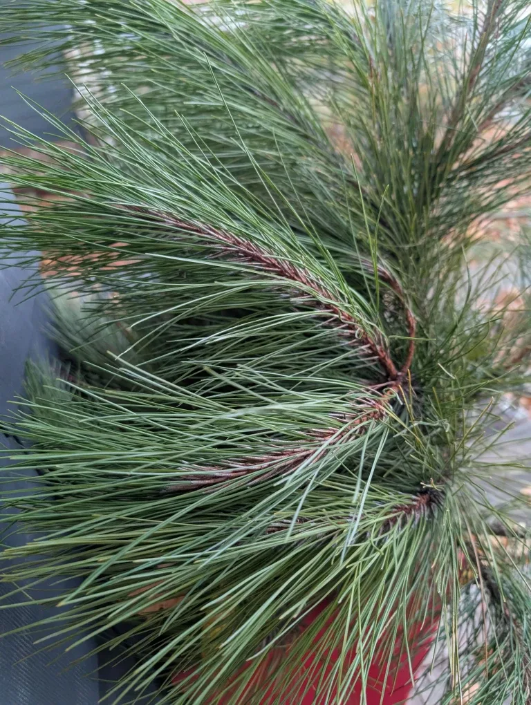 Festive Evergreen and other bows.  Winter Planter image indicator(2)