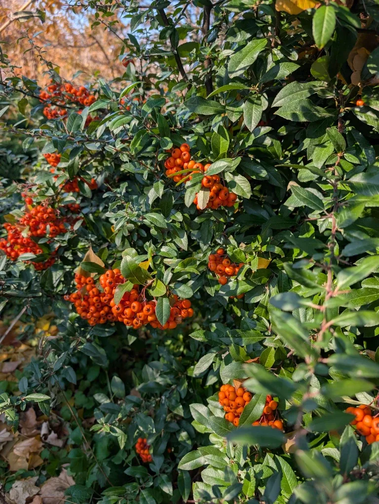 Festive Evergreen and other bows.  Winter Planter image indicator(3)