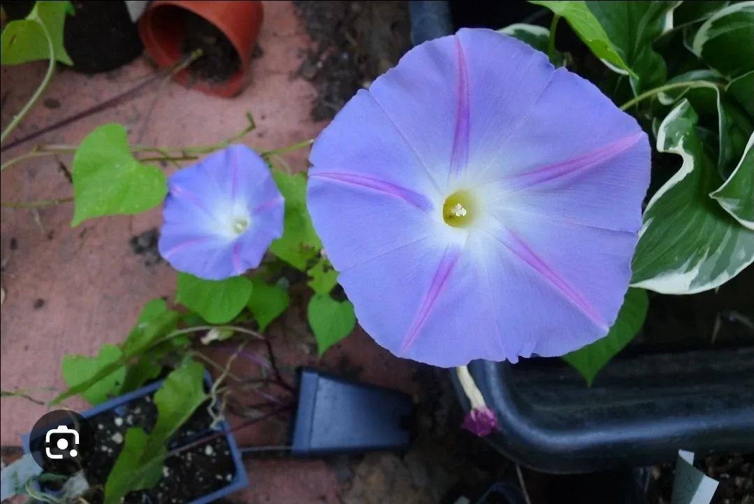 Morning glory seeds image indicator(3)