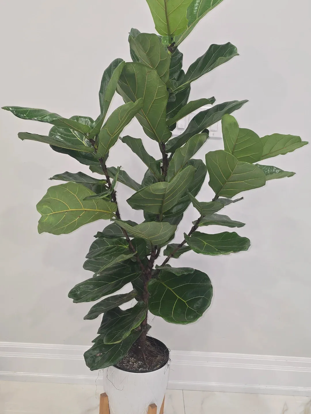 Large Fiddle Leaf Fig Tree image indicator(2)