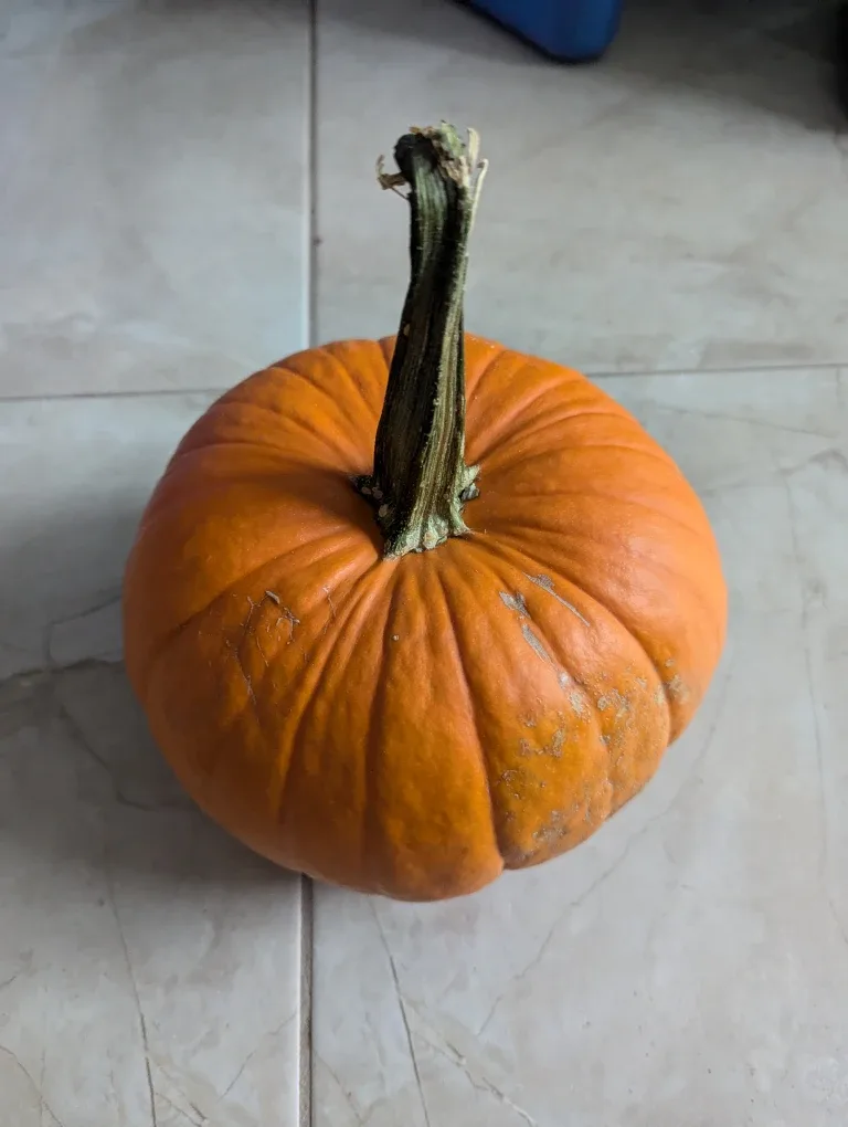 Pumpkin