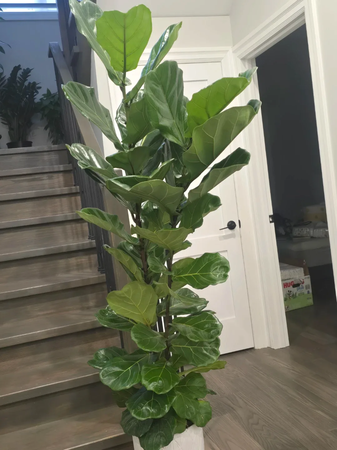 Large Fiddle Leaf Fig Tree image indicator(6)