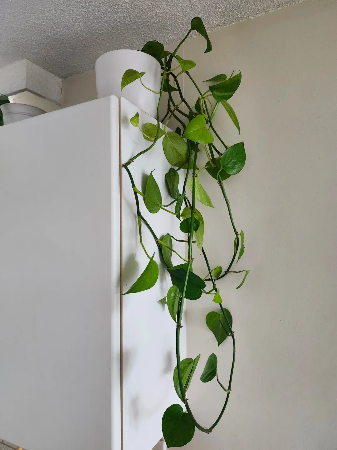 Large Pothos Plant in White Pot