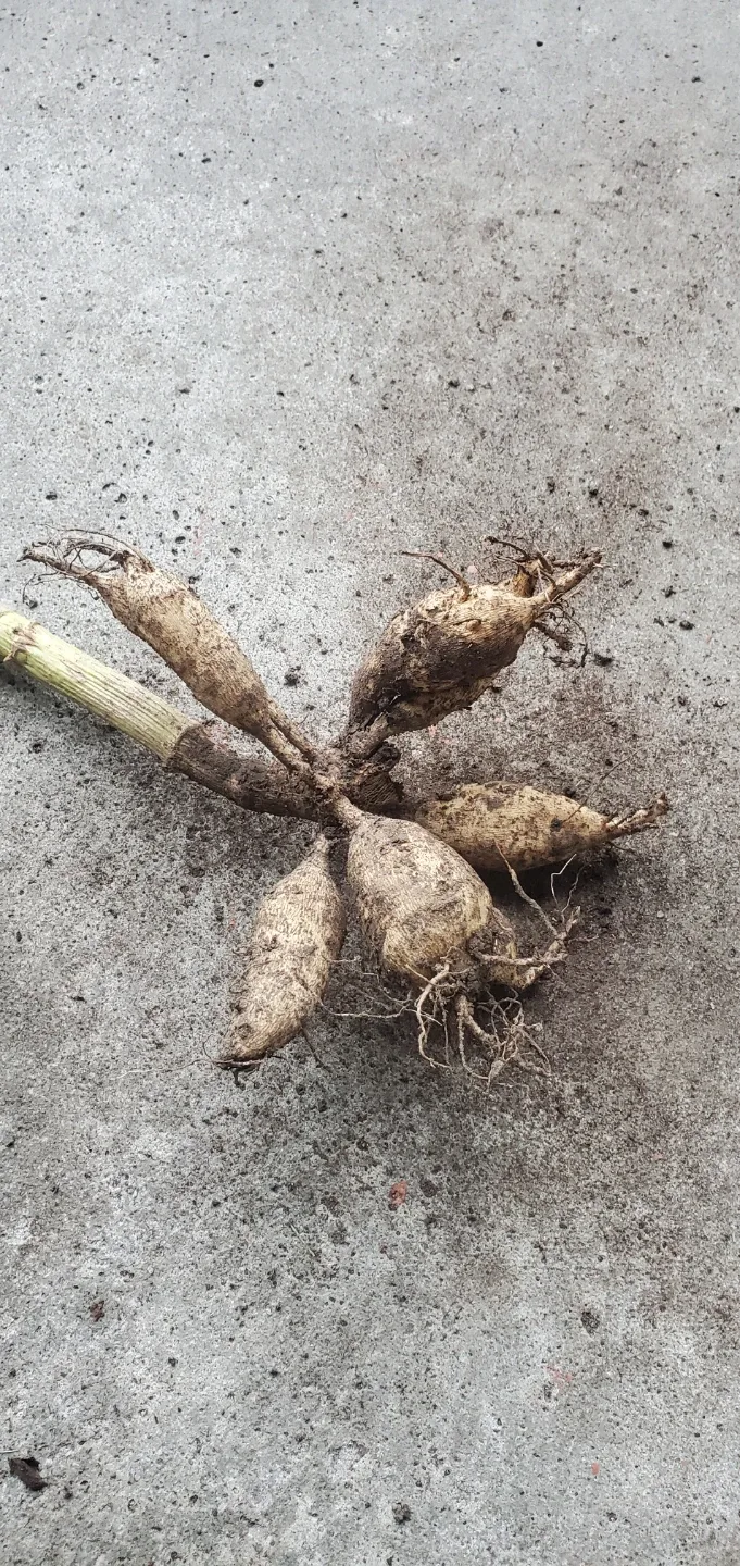 Dahlia roots image indicator(2)