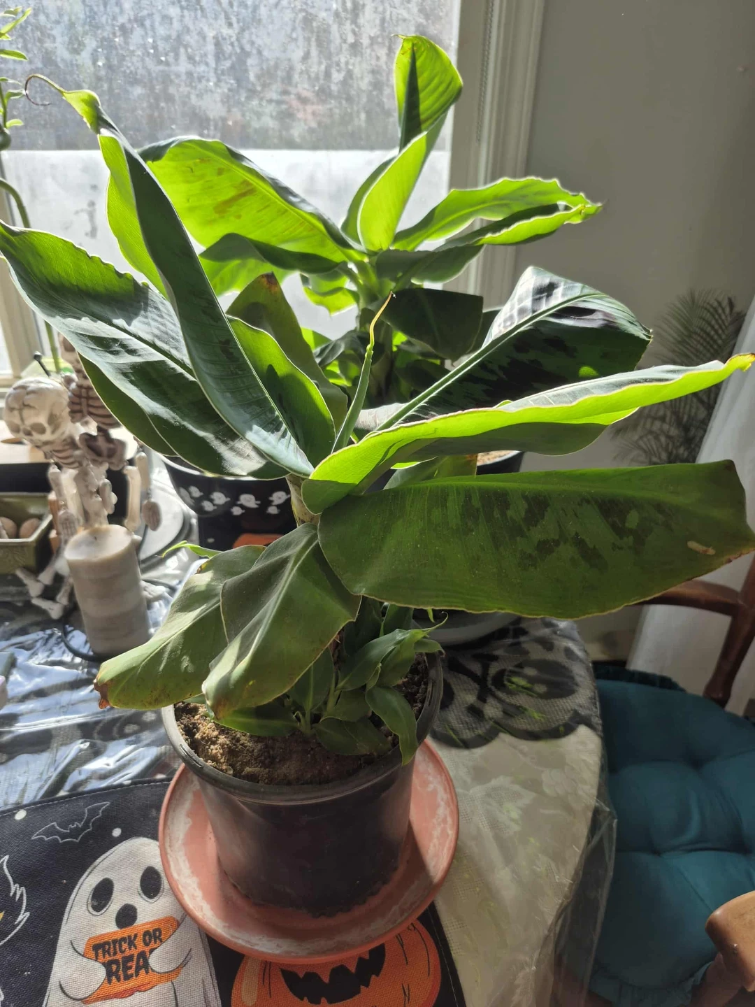Assorted Kids Toys & Plants - photo 3