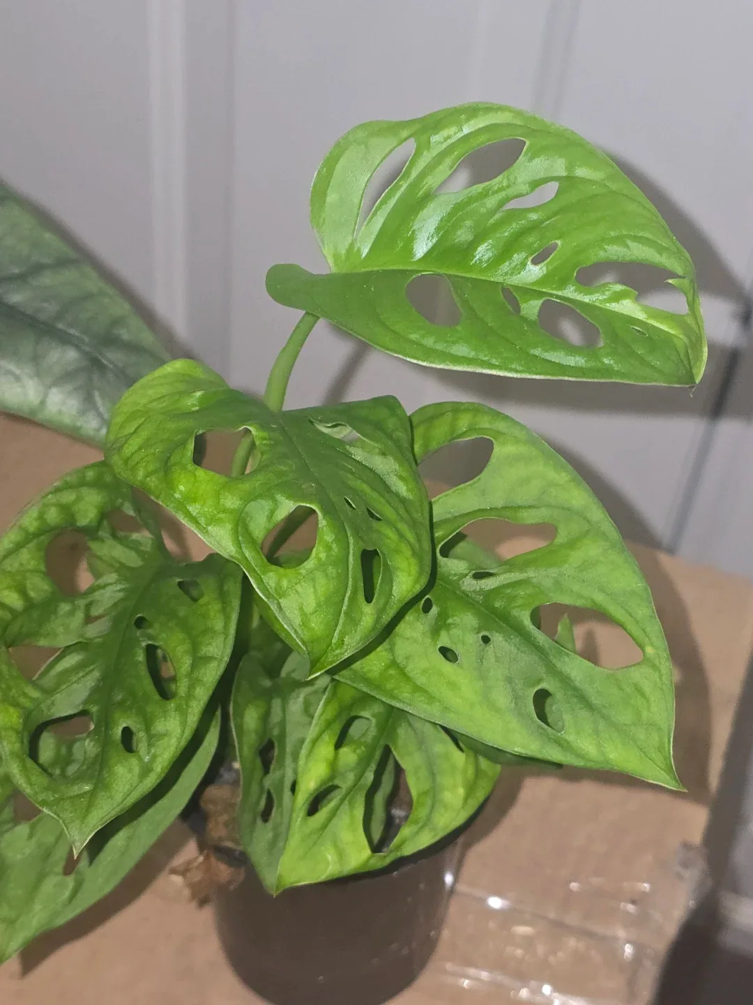 Monstera Adansonii Plant image indicator(2)