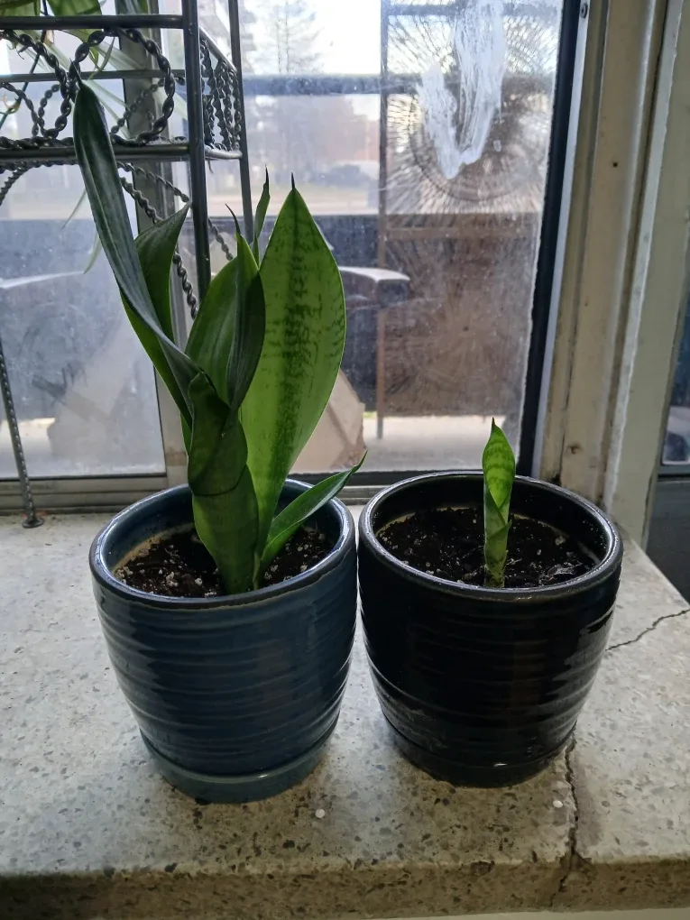 Two potted snake plants