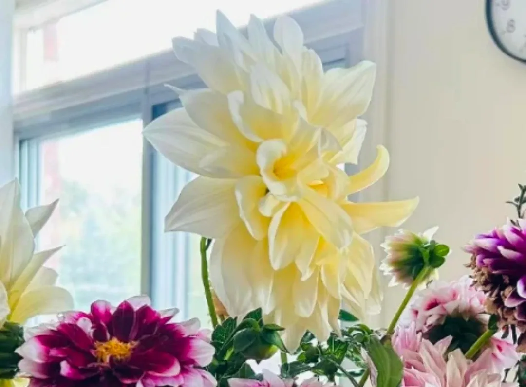 Dahlia roots thumbnail