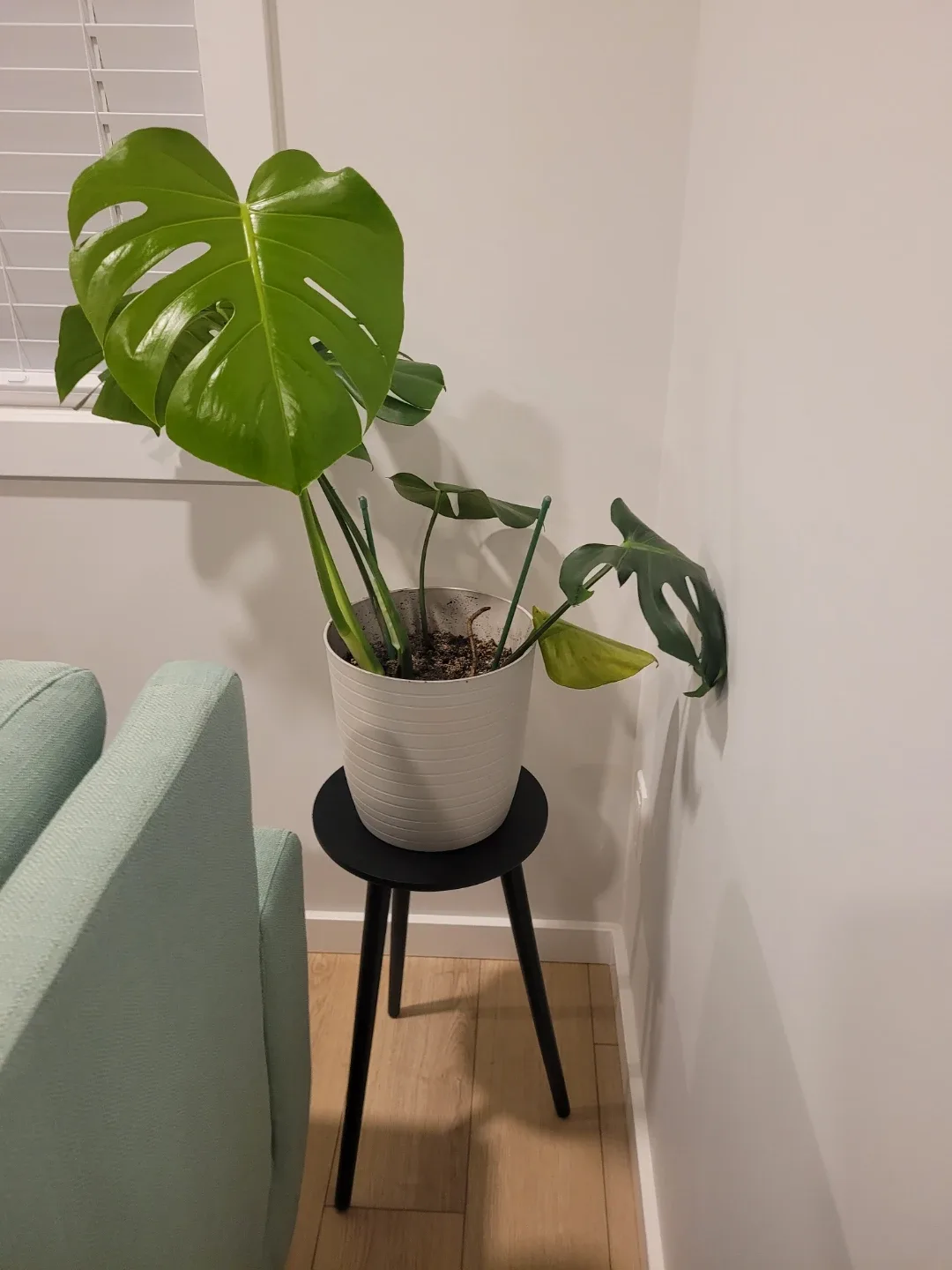 Monstera Plant with Pot