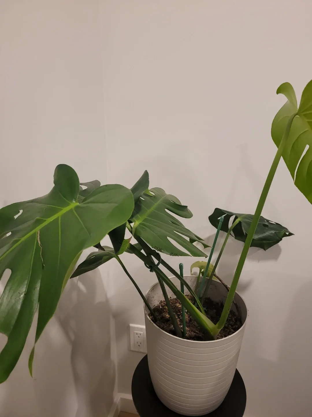 Monstera Plant with Pot image indicator(2)