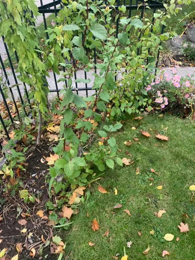 European plum trees 2ft.-4ft. image indicator(2)