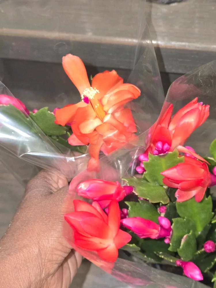 Flowering Christmas Cactus Plant image indicator(7)