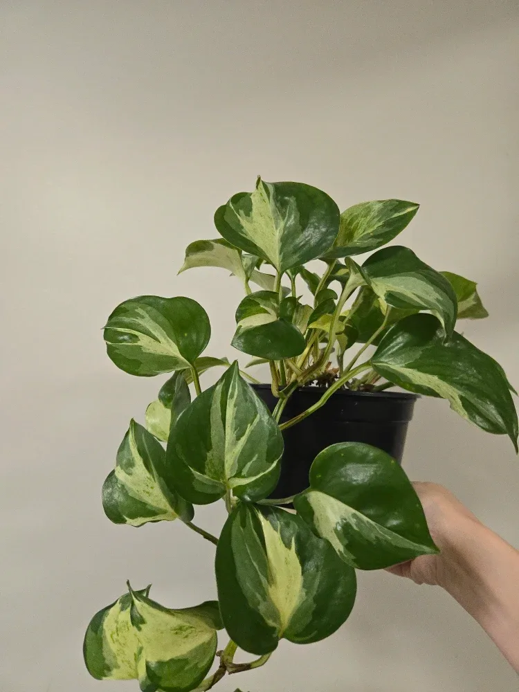 Pothos Manjula in 6"pot