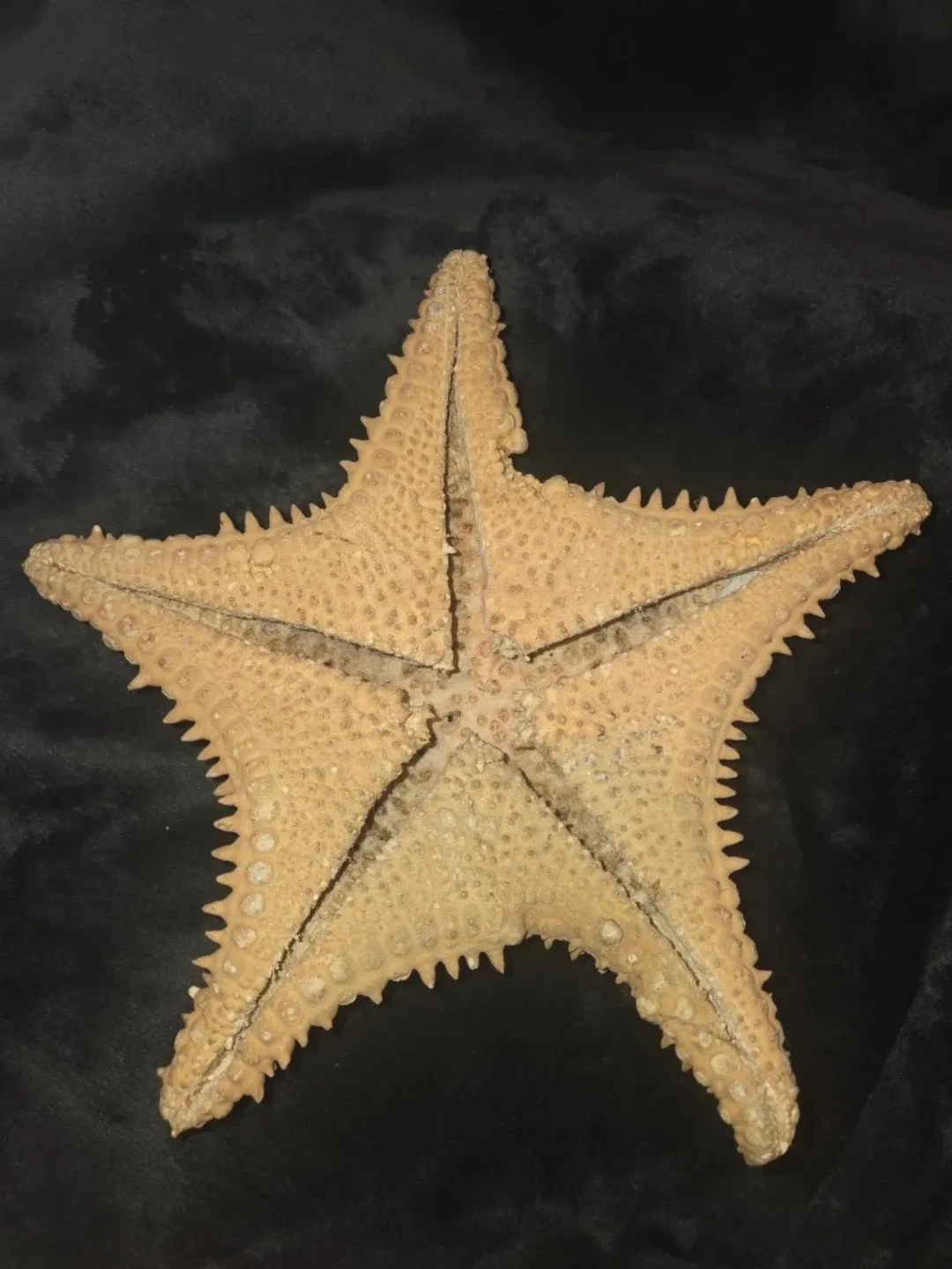 Authentic dried starfish image indicator(4)