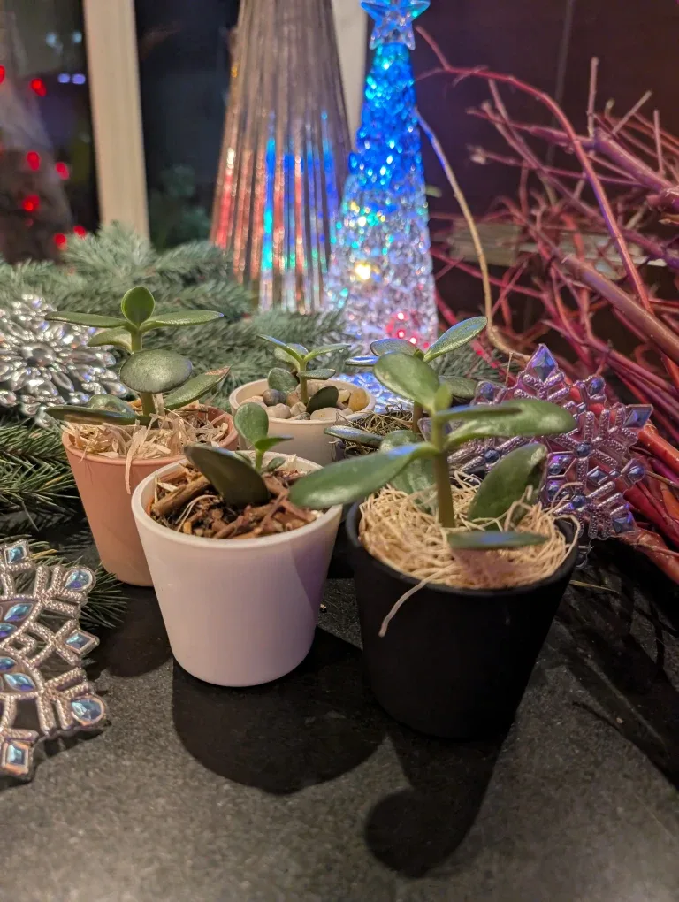 🌲🎄 Evergreen & Redwood Brunches image indicator(5)