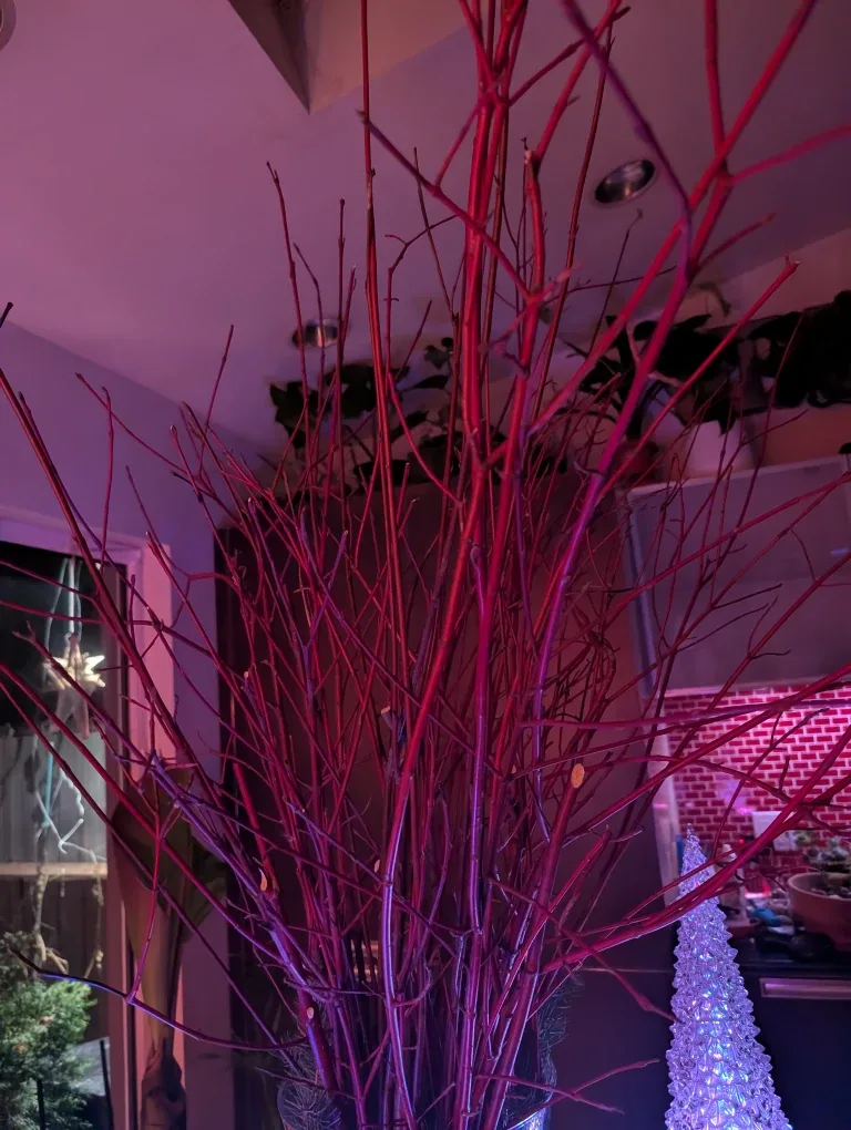 🌲🎄 Evergreen & Redwood Brunches image indicator(7)