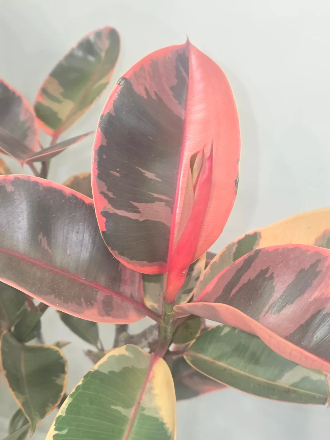 Ficus Elastica Ruby Plant standard tree image indicator(2)
