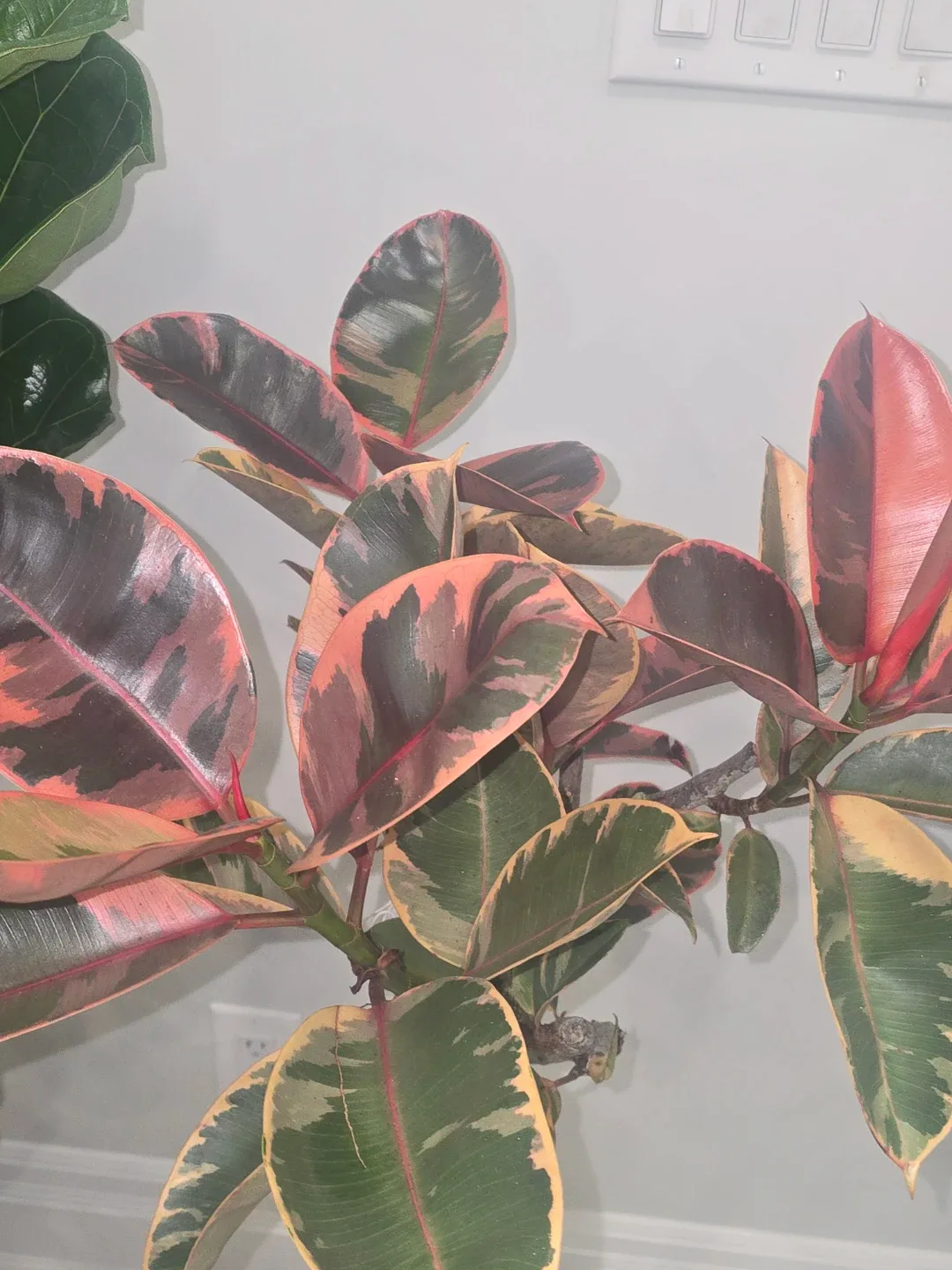 Ficus Elastica Ruby Plant standard tree image indicator(3)