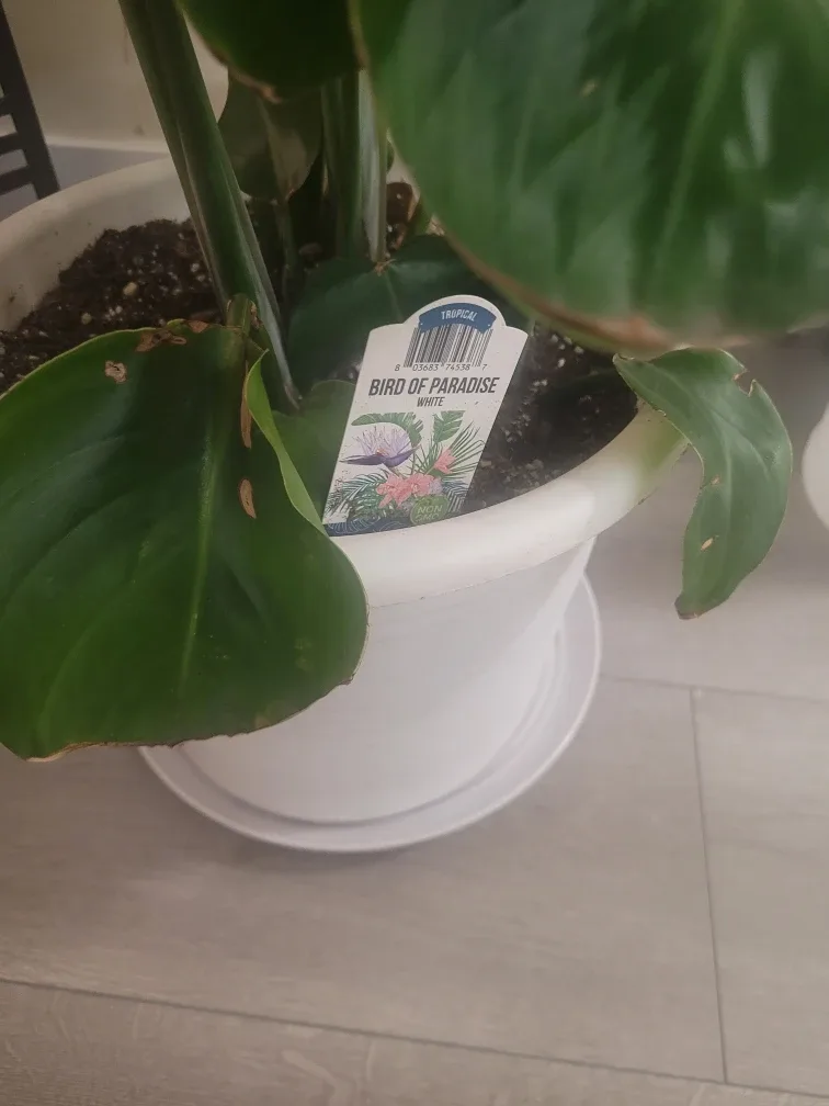 Bird of Paradise Plant - White Pot image indicator(2)