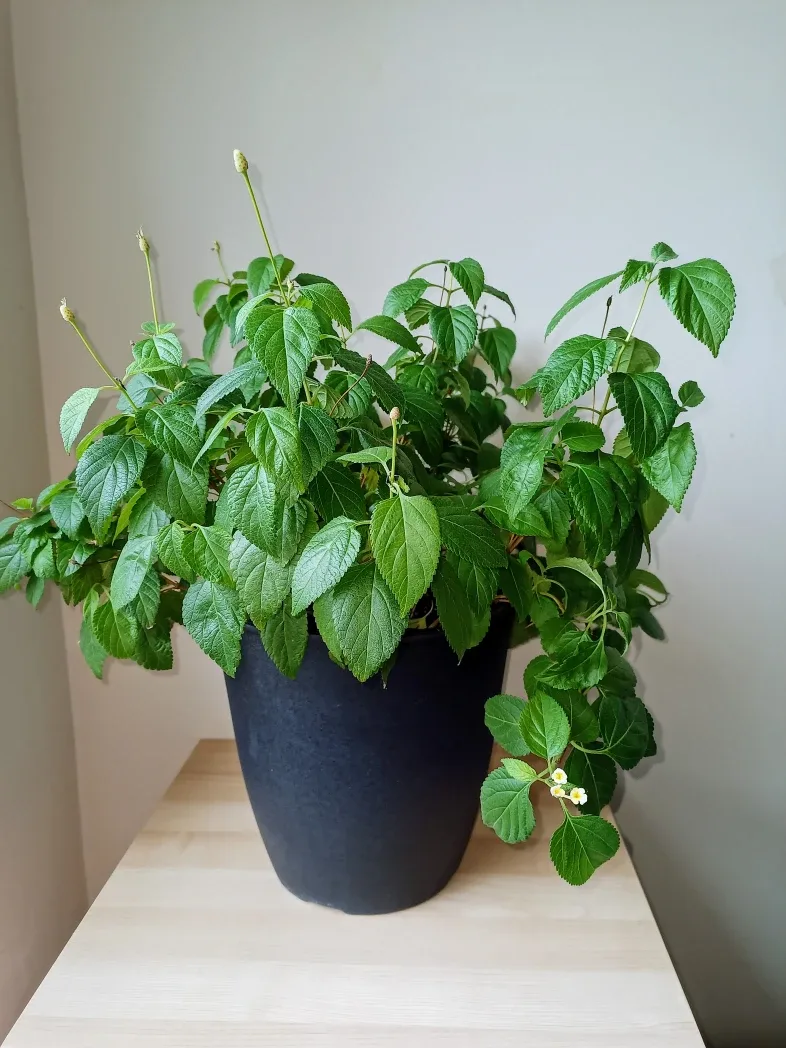 17" Lantana Plant thumbnail