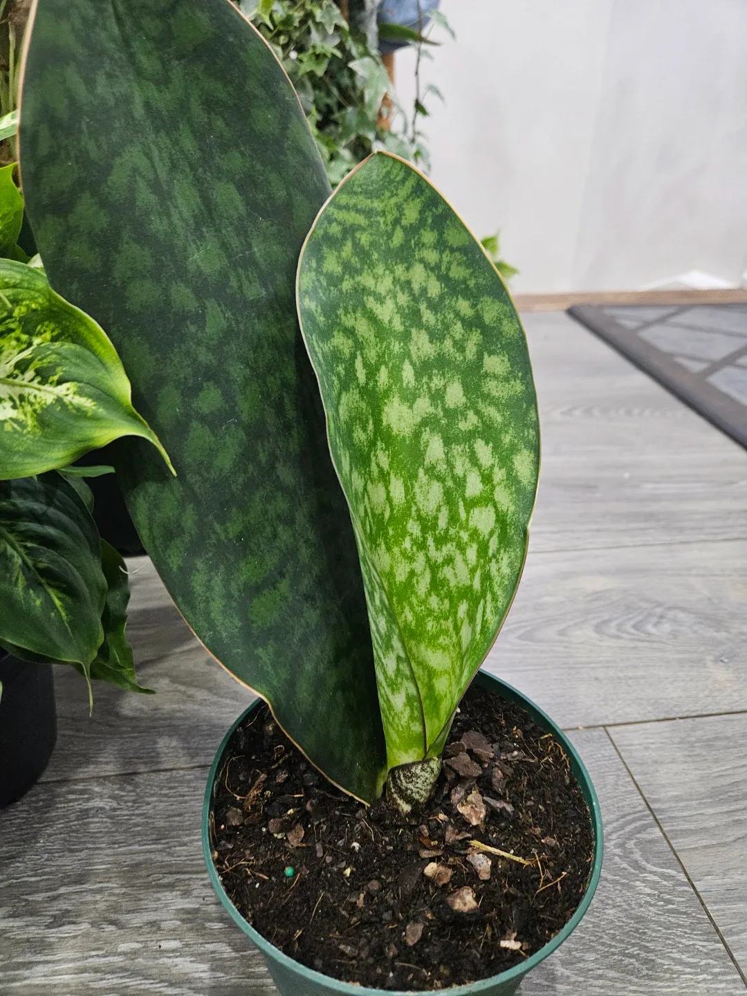 Sansevieria  whale fin 🥕 image indicator(2)
