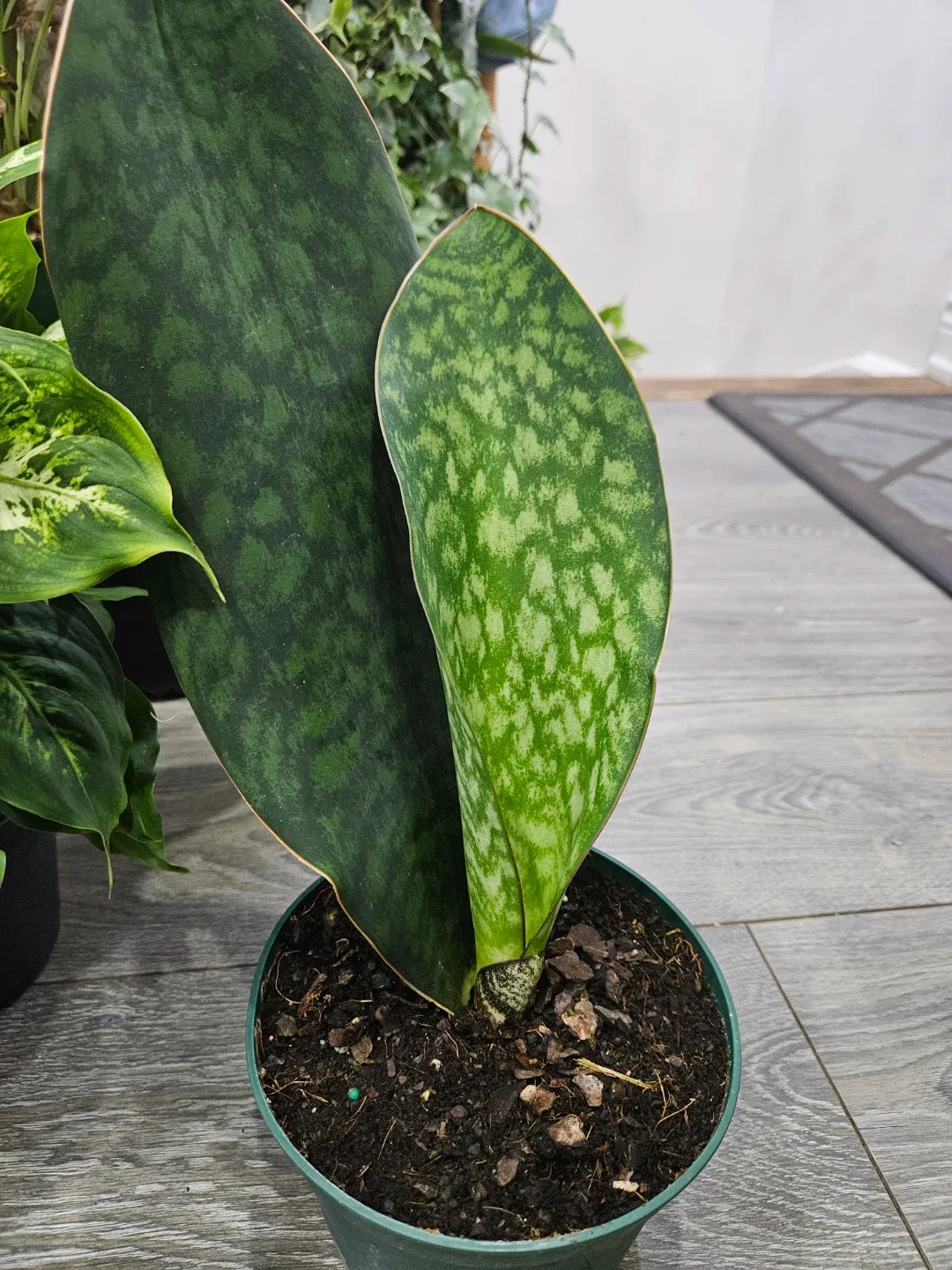 Sansevieria  whale fin 🥕 image indicator(3)