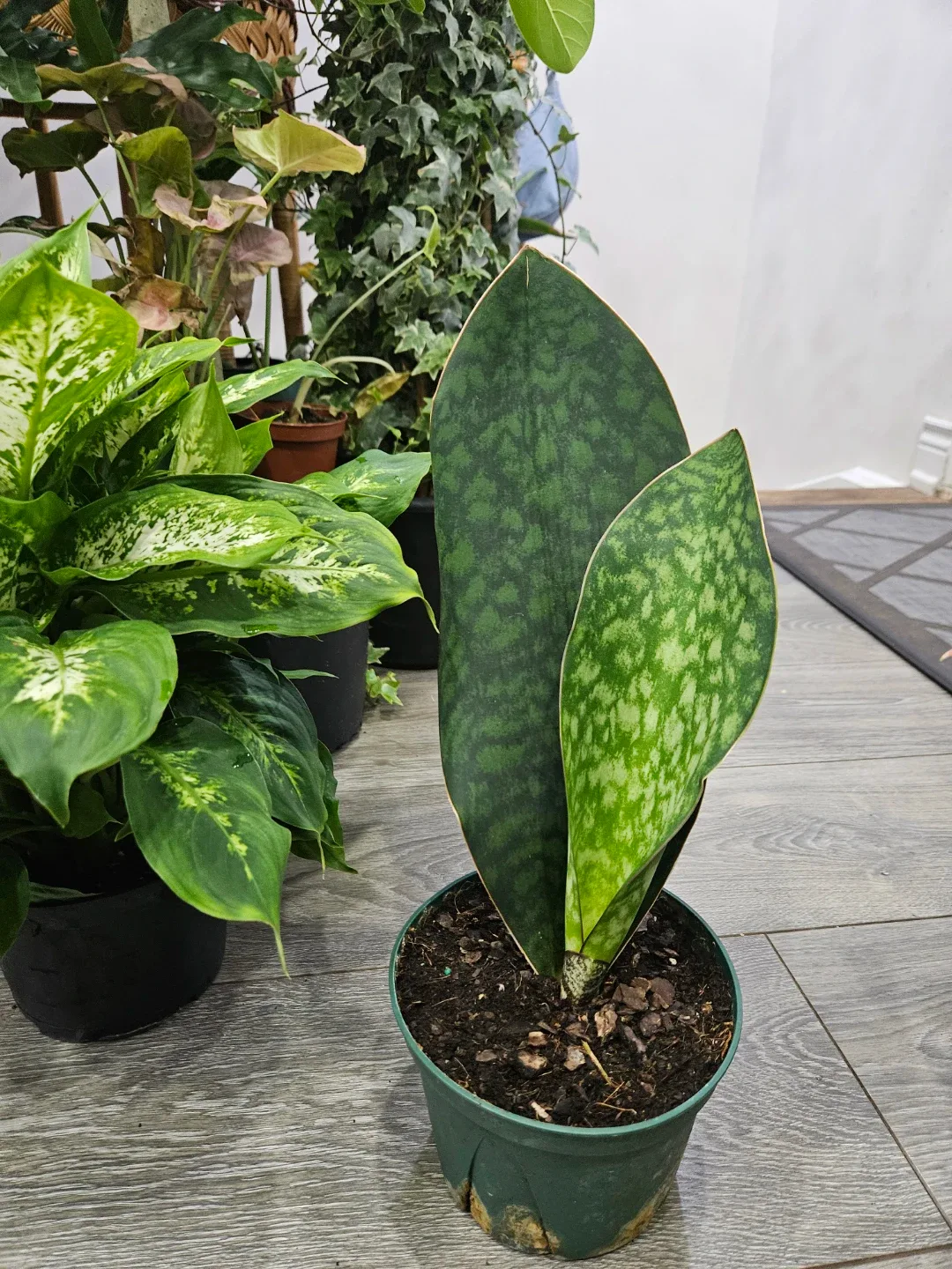 Sansevieria  whale fin 🥕 image indicator(4)