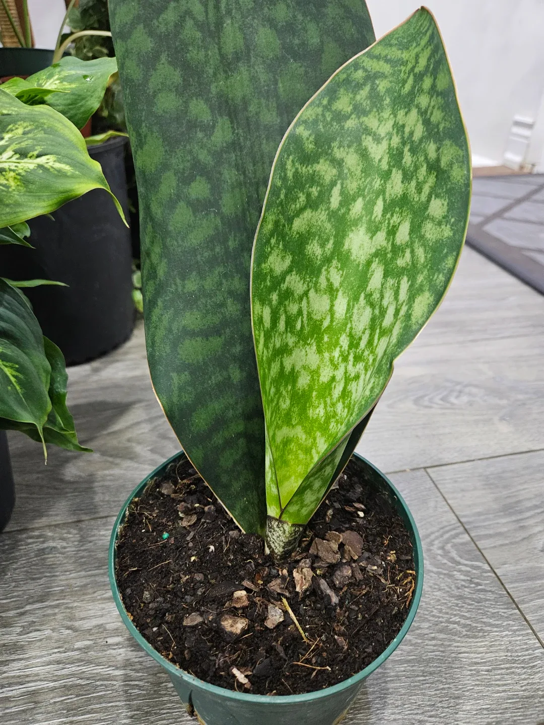 Sansevieria  whale fin 🥕 image indicator(5)