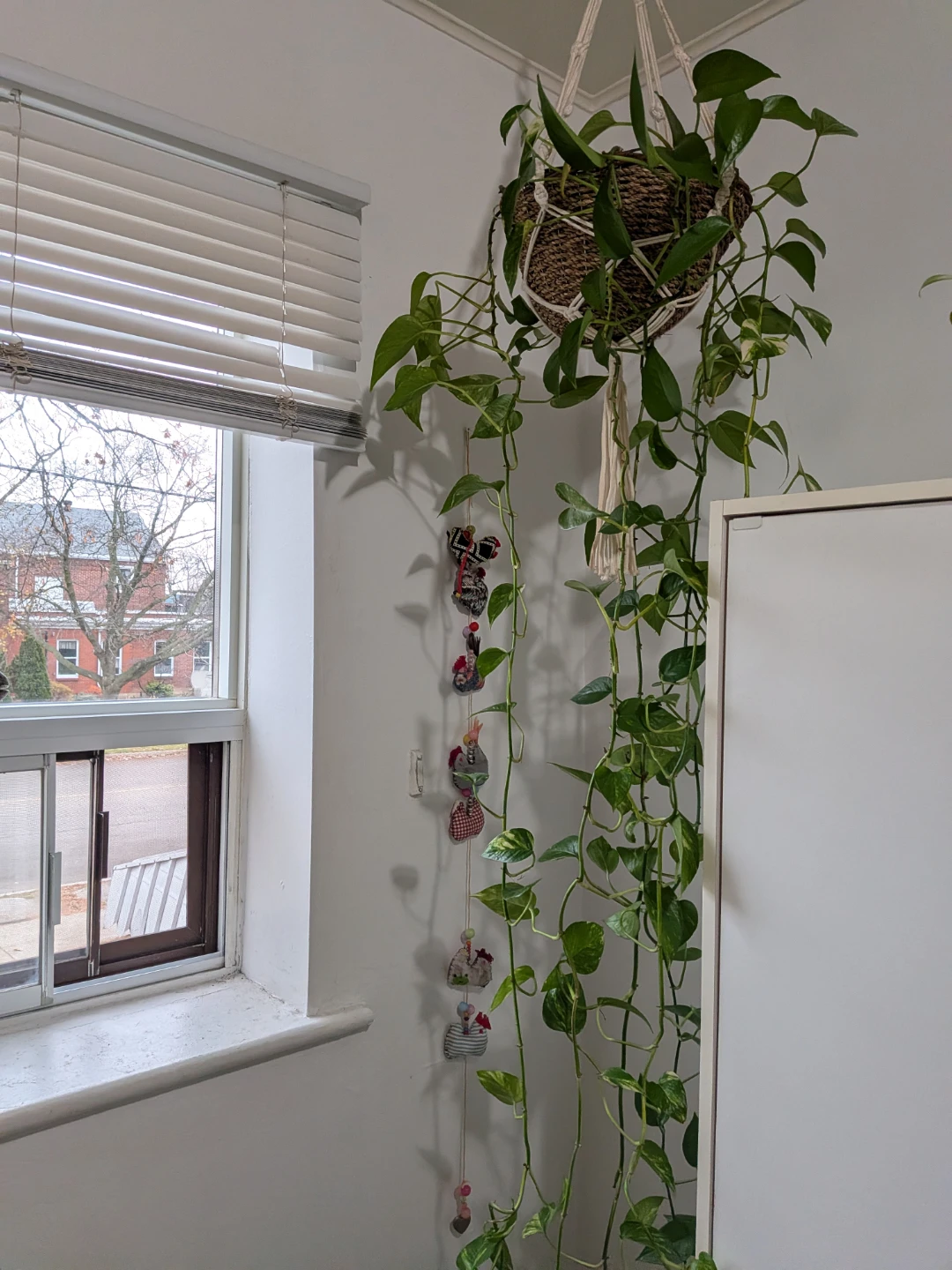 Pothos plant