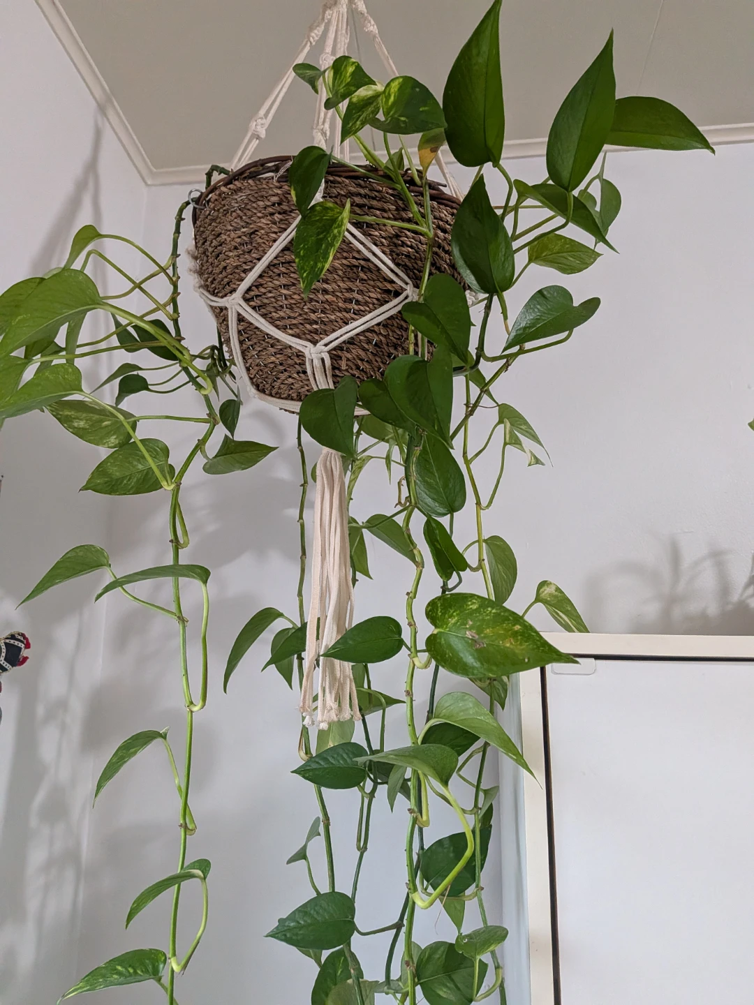 Pothos plant - photo 2