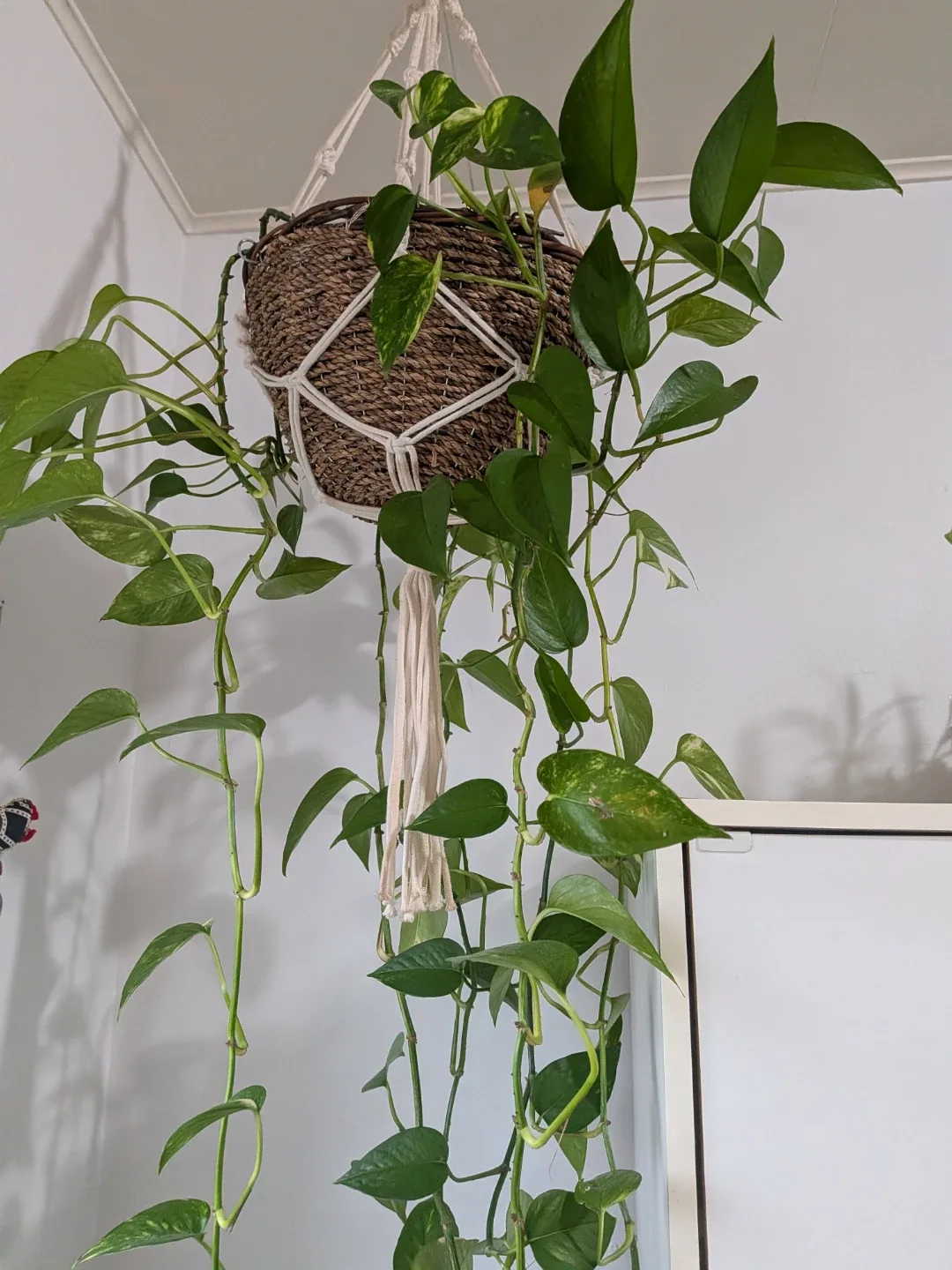 Pothos plant image indicator(2)