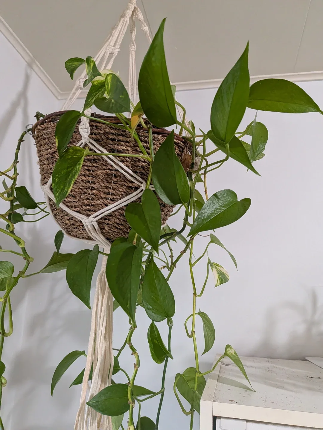 Pothos plant image indicator(3)
