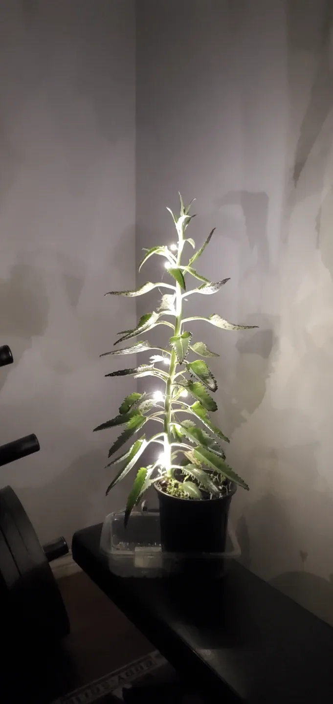 Mother of Thousands Plant with String Lights image indicator(2)