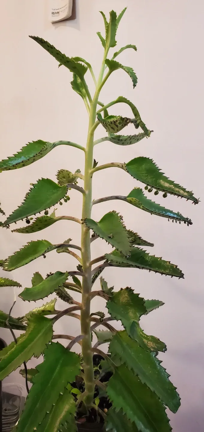 Mother of Thousands Plant with String Lights image indicator(3)