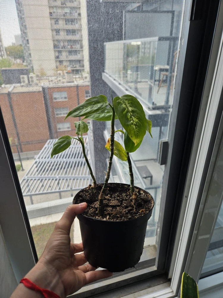 Free Potted Dieffenbachia Plant