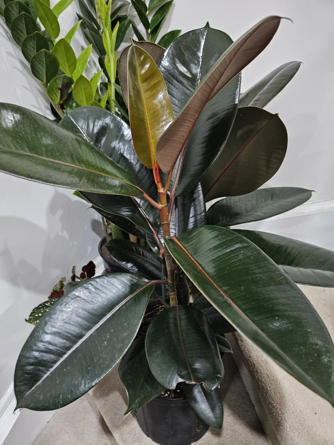 Rubber plant in 10"pot - photo 5