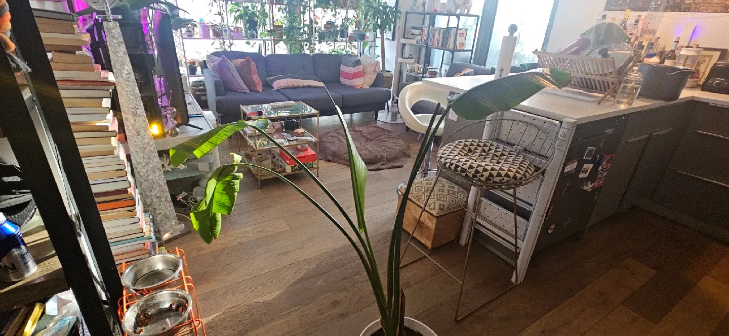 Bird of Paradise Plant image indicator(2)