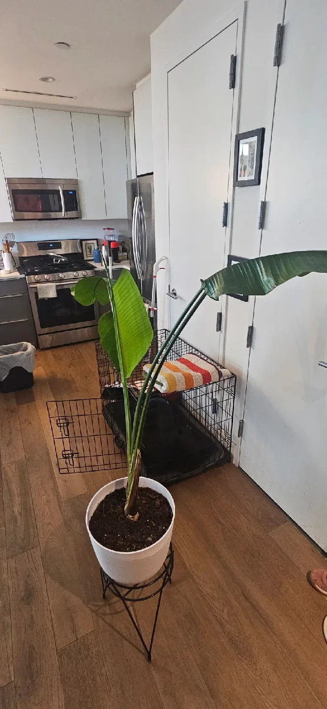 Bird of Paradise Plant image indicator(3)