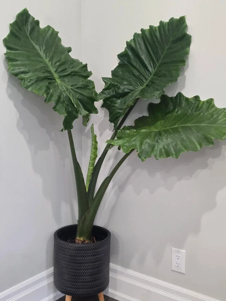 Large  Alocasia Plant in Pot image indicator(3)