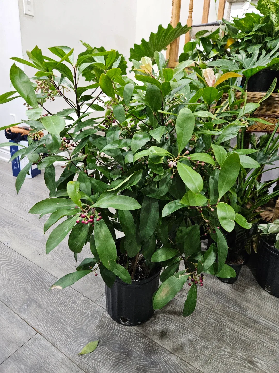 Ardisia plant image indicator(2)